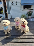 Royal Pups Bandana – Baby Blue
