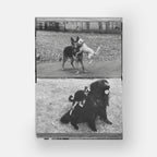DogsDogs by Elliott Erwitt