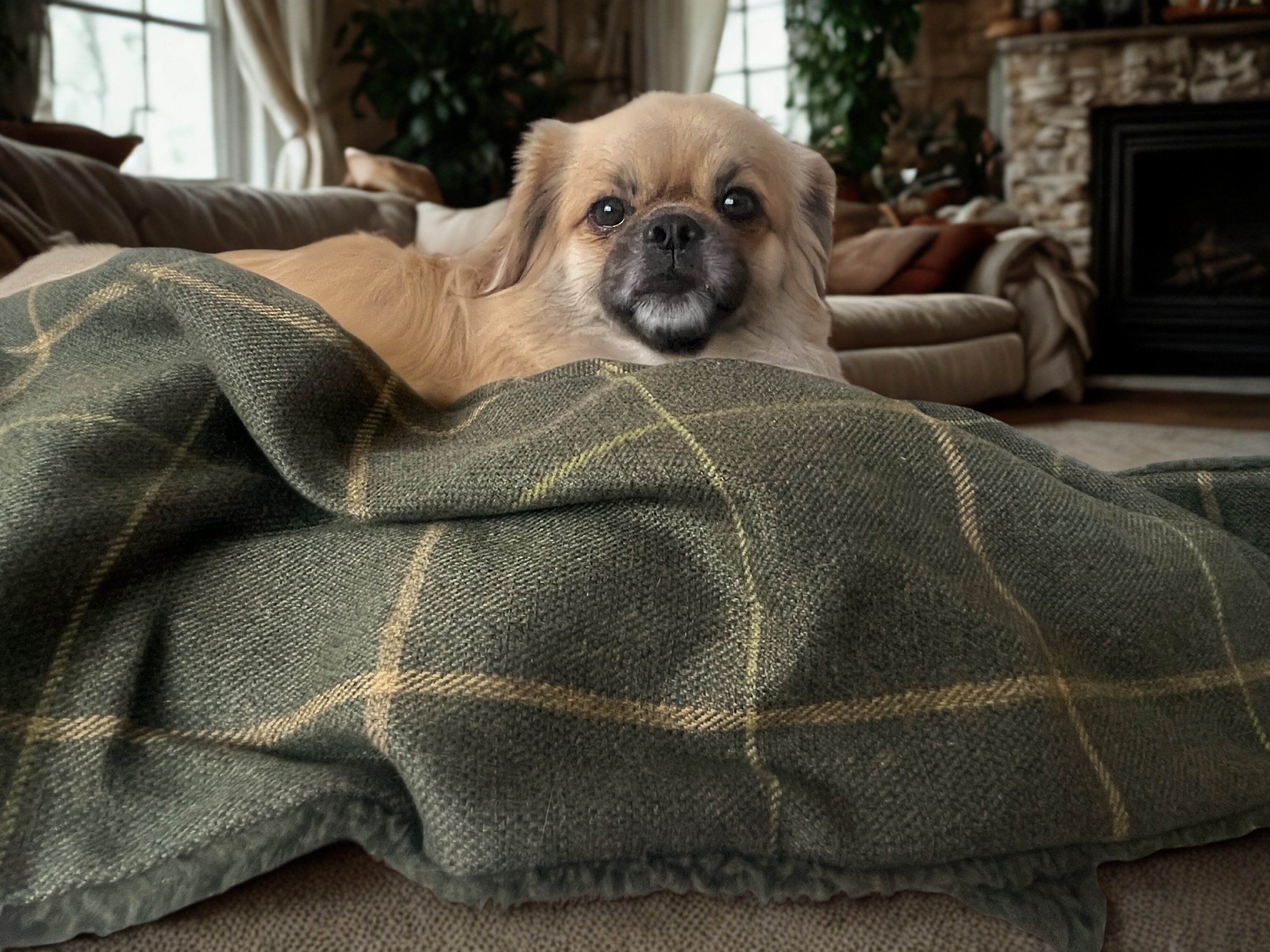 Arlo Forest Green Check Pet Blanket | Reversible Lambswool Sherpa | Handmade Luxury Dog Throw | Machine Washable UK