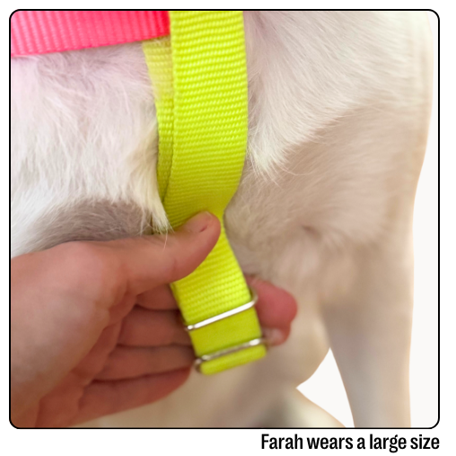 Nylon Colour Block Harness - Pink, Orange & Yellow