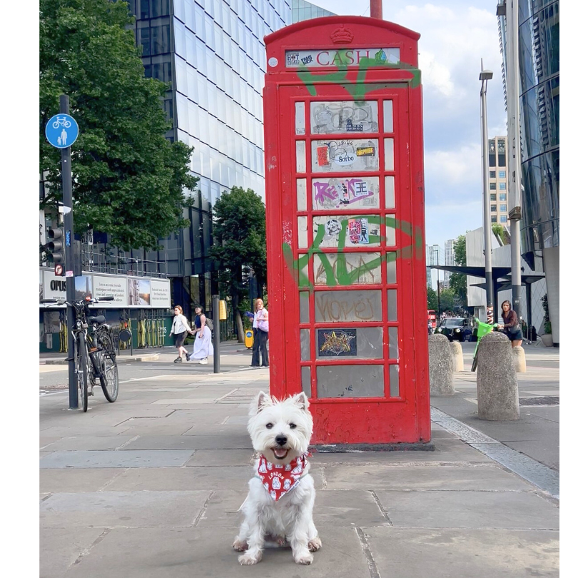 London Pups Bandana - Unique Dog Signature (2026 New)