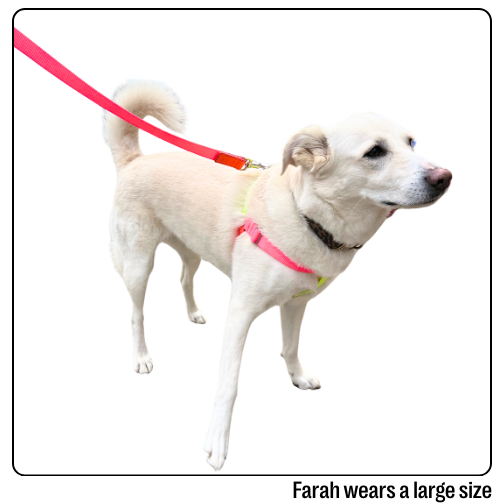 Nylon Colour Block Harness - Pink, Orange & Yellow