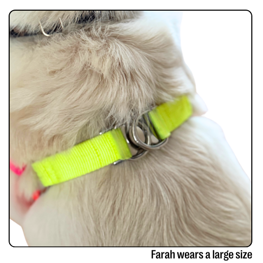 Nylon Colour Block Harness - Pink, Orange & Yellow