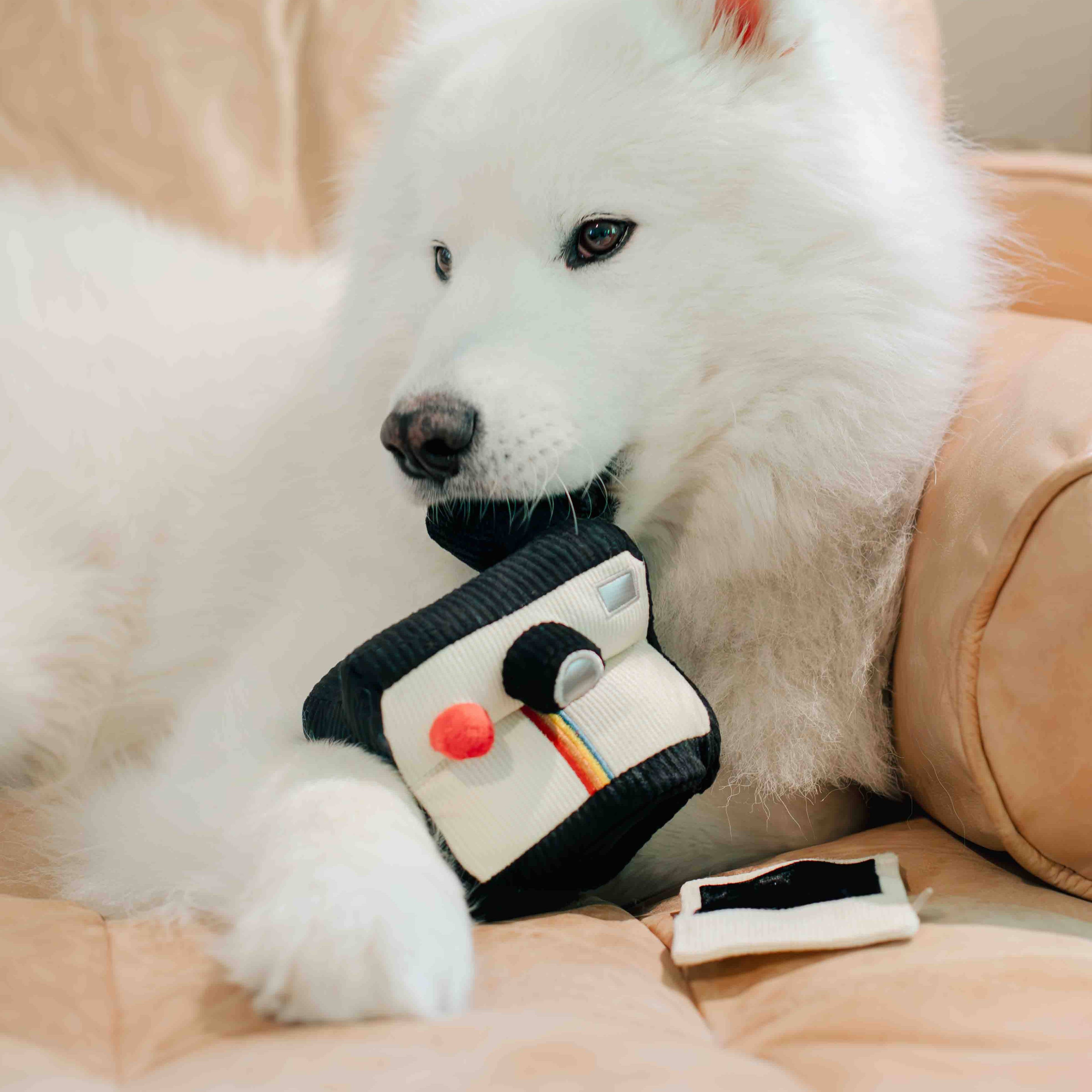 Instant Camera dog enrichment toy