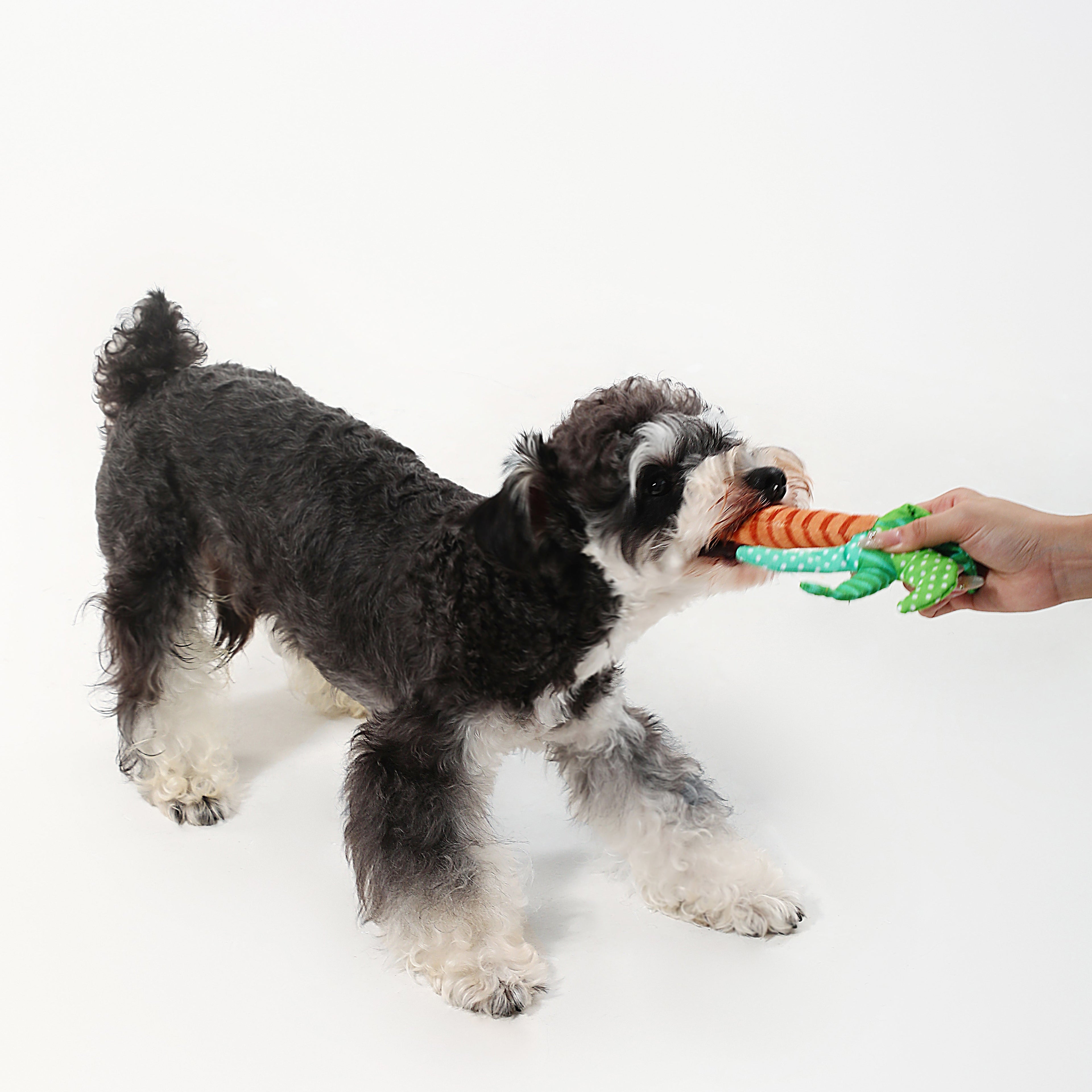 Subtropical Palm Tree Dog Toy – Crinkle & Squeaky Interactive Play