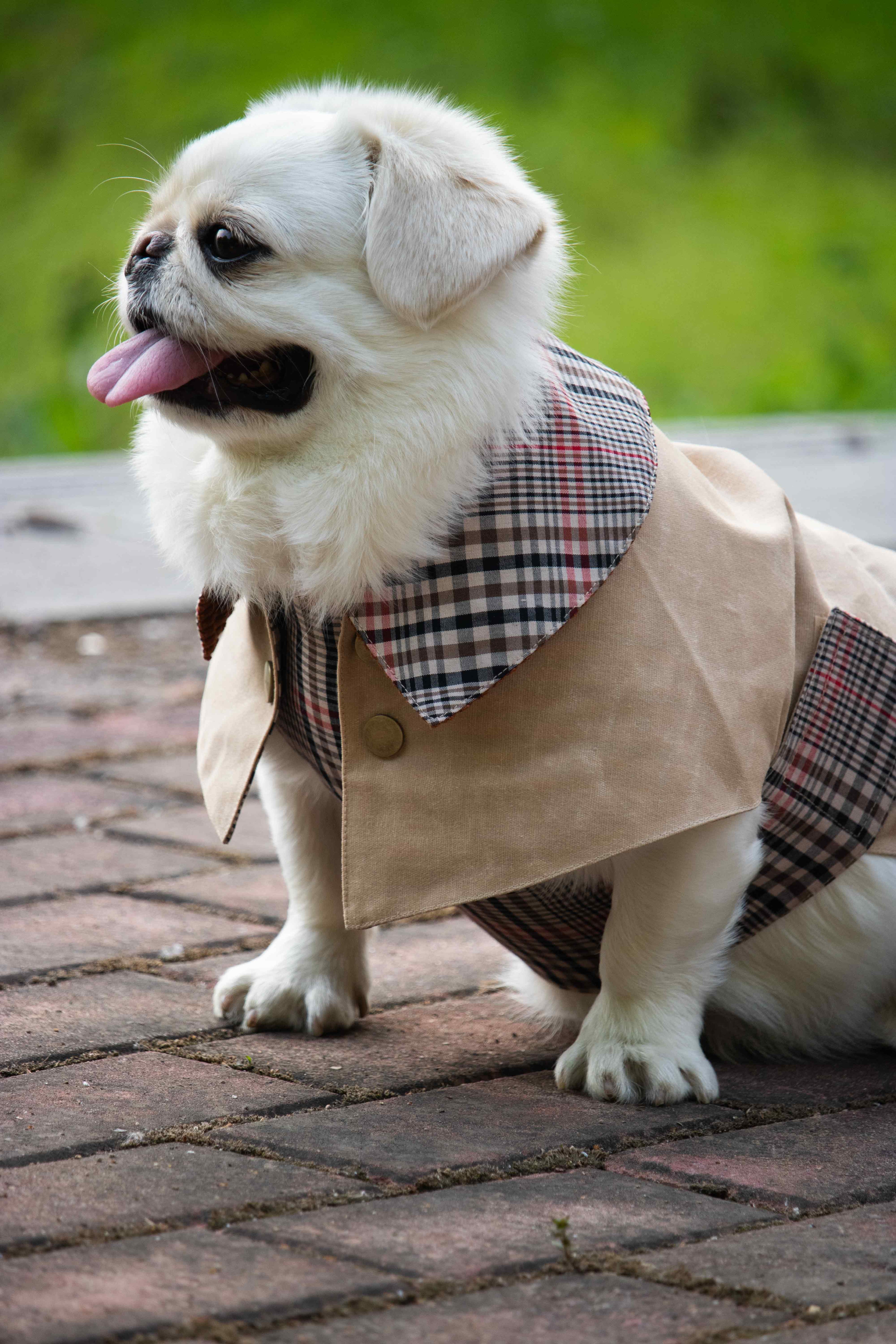 London Tailoring - The Regent Coat
