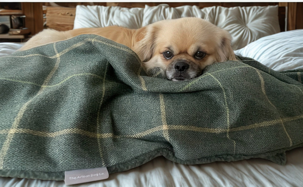 Arlo Forest Green Check Pet Blanket | Reversible Lambswool Sherpa | Handmade Luxury Dog Throw | Machine Washable UK