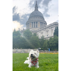 London Pups Bandana - Unique Dog Signature (2026 New)