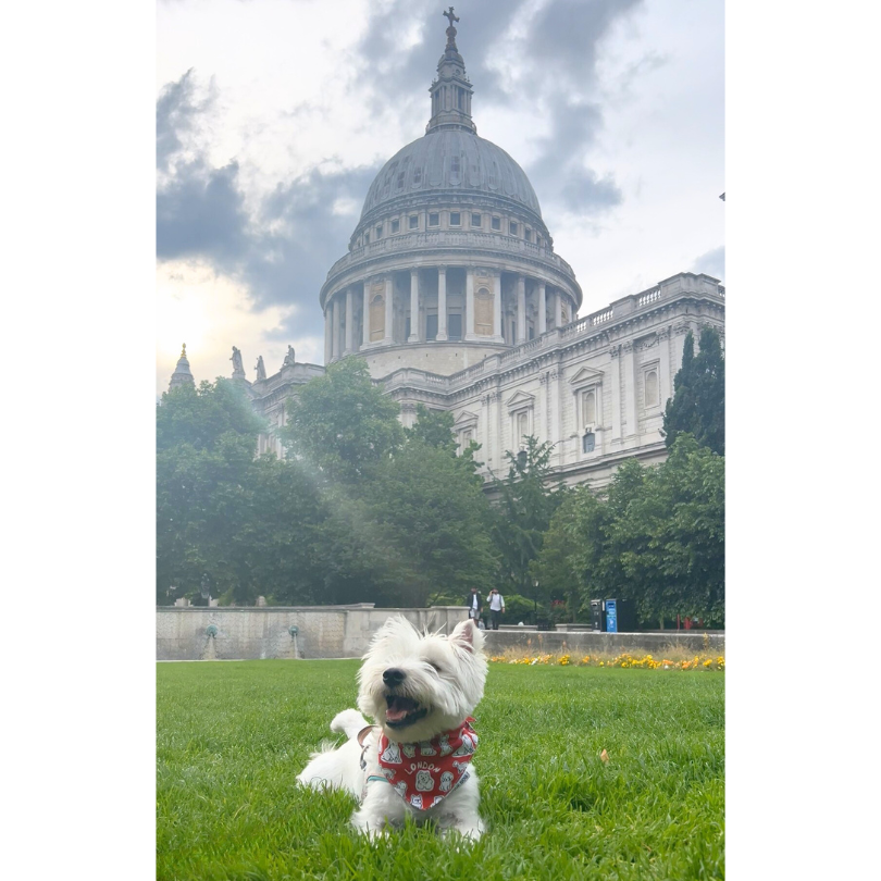 London Pups Bandana - Unique Dog Signature (2026 New)