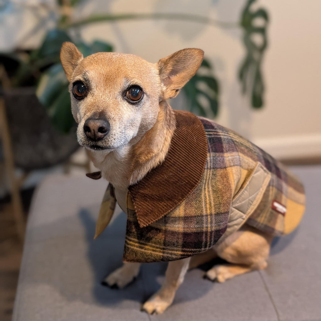 Handmade British Heritage Dog Coat — Yellow Tweed Coat
