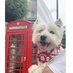 London Dog Attitude Bandana - Unique Dog Signature (2025 Version)