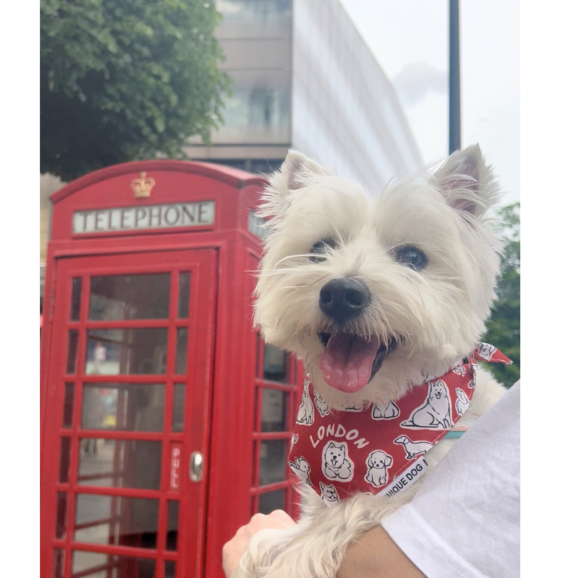 London Pups Bandana - Unique Dog Signature (2026 New)