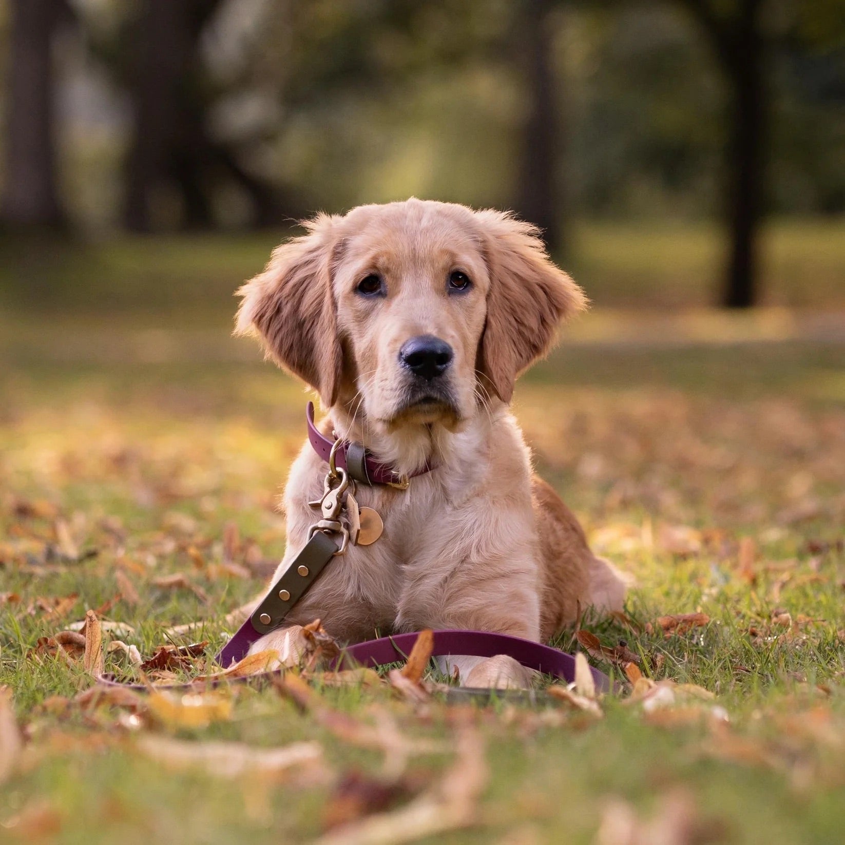 Dottie Wine & Olive Colour Block Collar