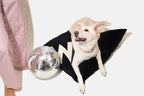Dog Bed Big WOOF in Black Velvet