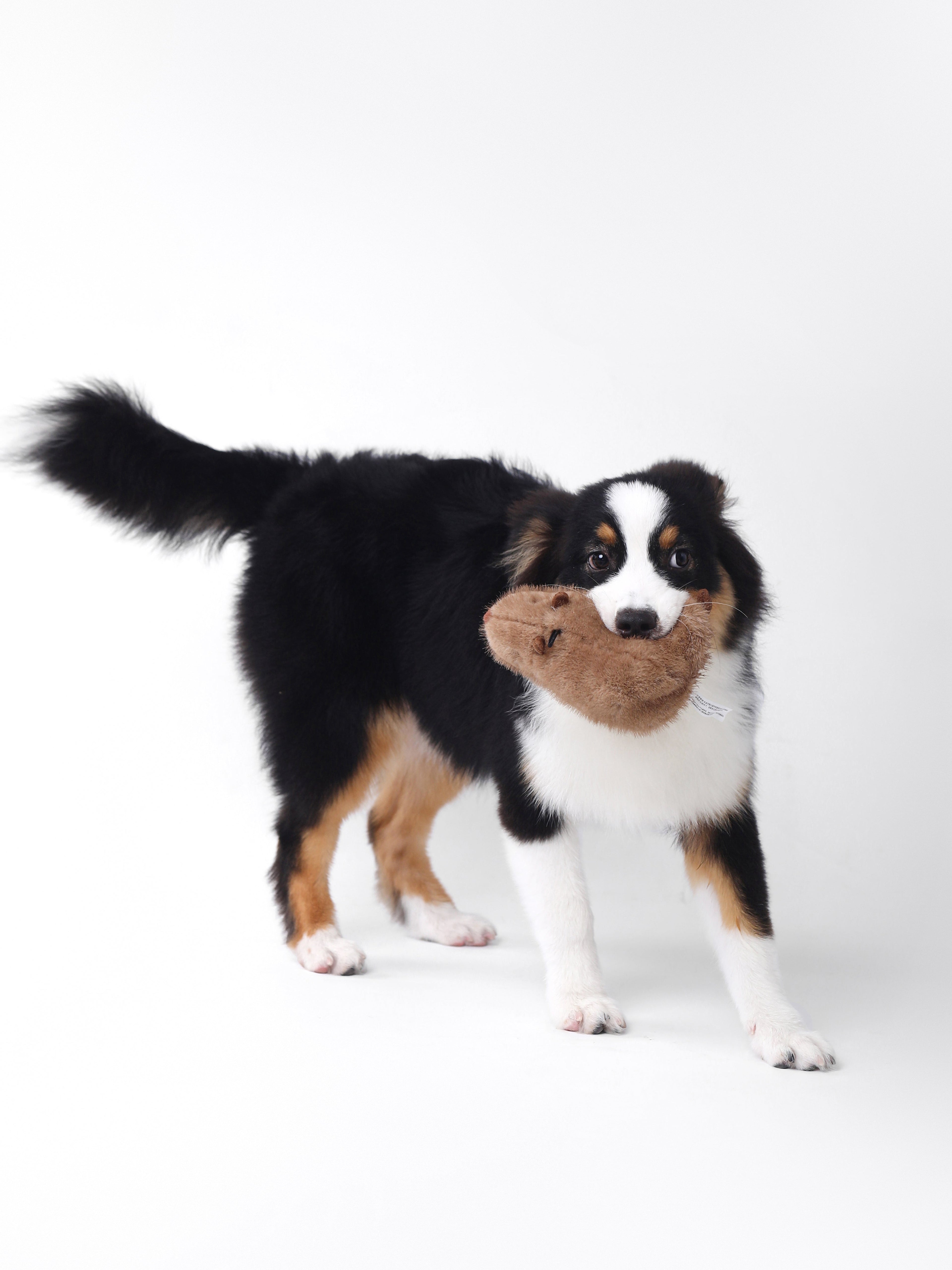 Capybara Squeaky Dog Toy – Interactive & Water-Friendly Play