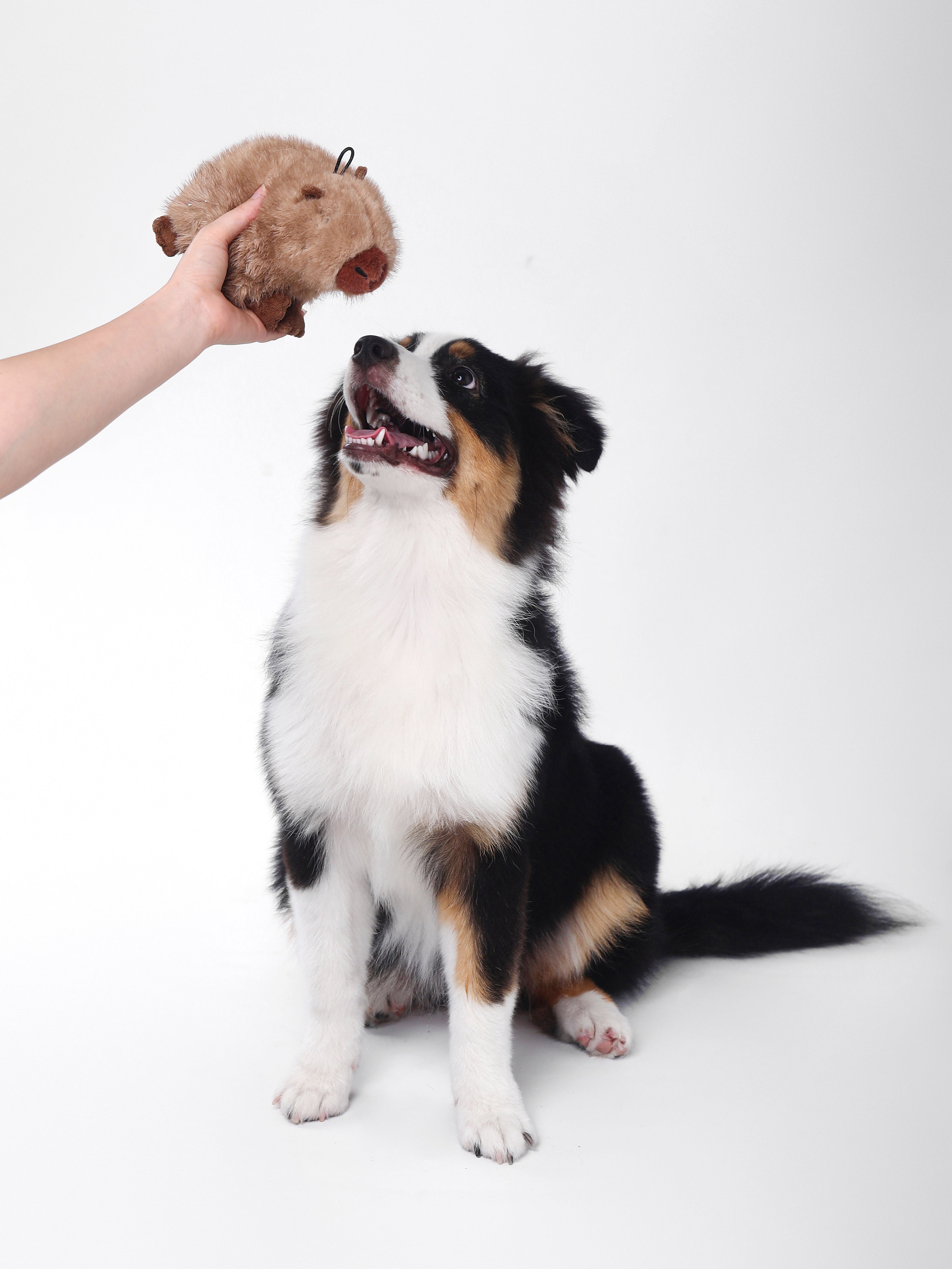 Capybara Squeaky Dog Toy – Interactive & Water-Friendly Play