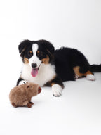 Capybara Squeaky Dog Toy – Interactive & Water-Friendly Play