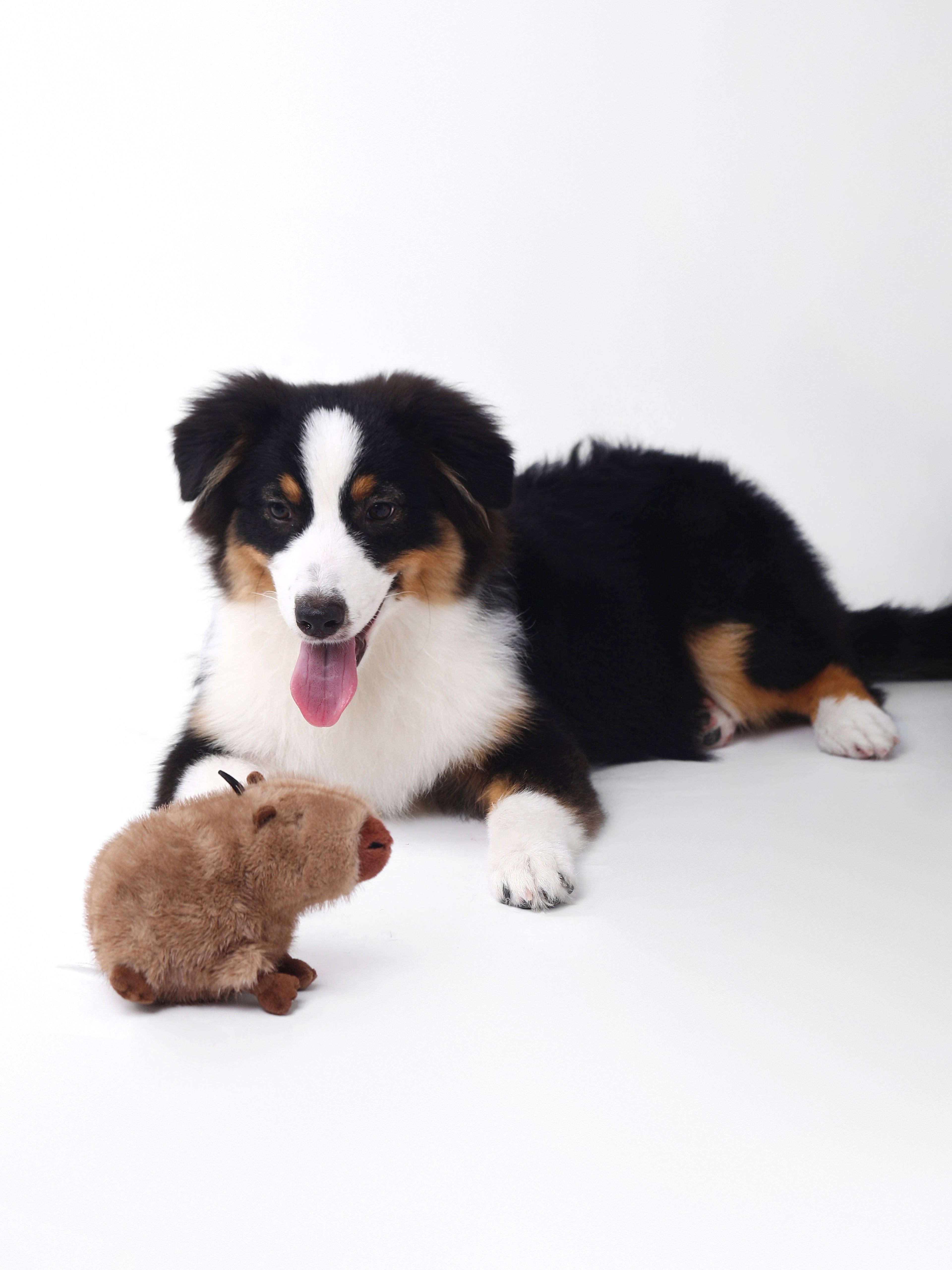 Capybara Squeaky Dog Toy – Interactive & Water-Friendly Play