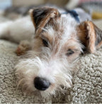 Premium Sherpa Fleece Dog Blanket | Handmade Soft Reversible Pet Throw | Cosy Luxury Dog Bedding UK