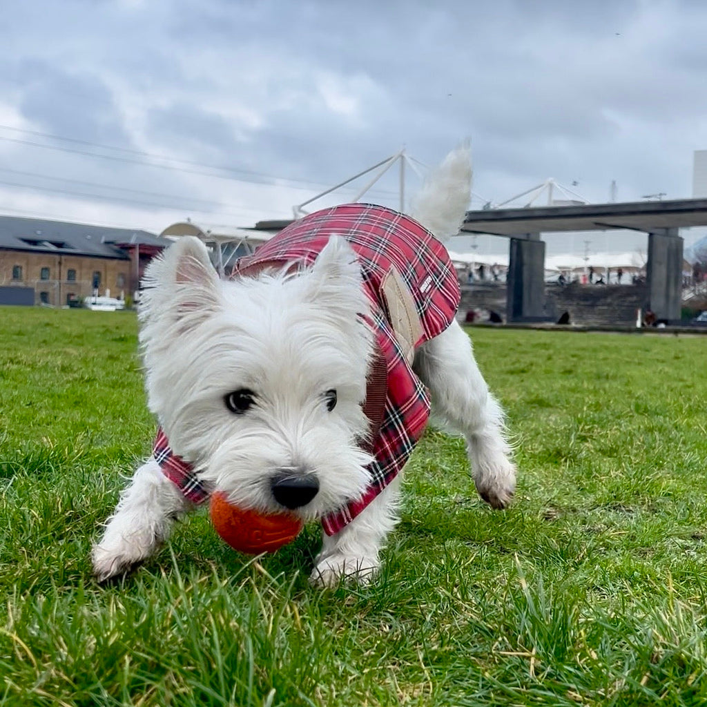 Handmade British Heritage Dog Coat —  Red Tartan Coat