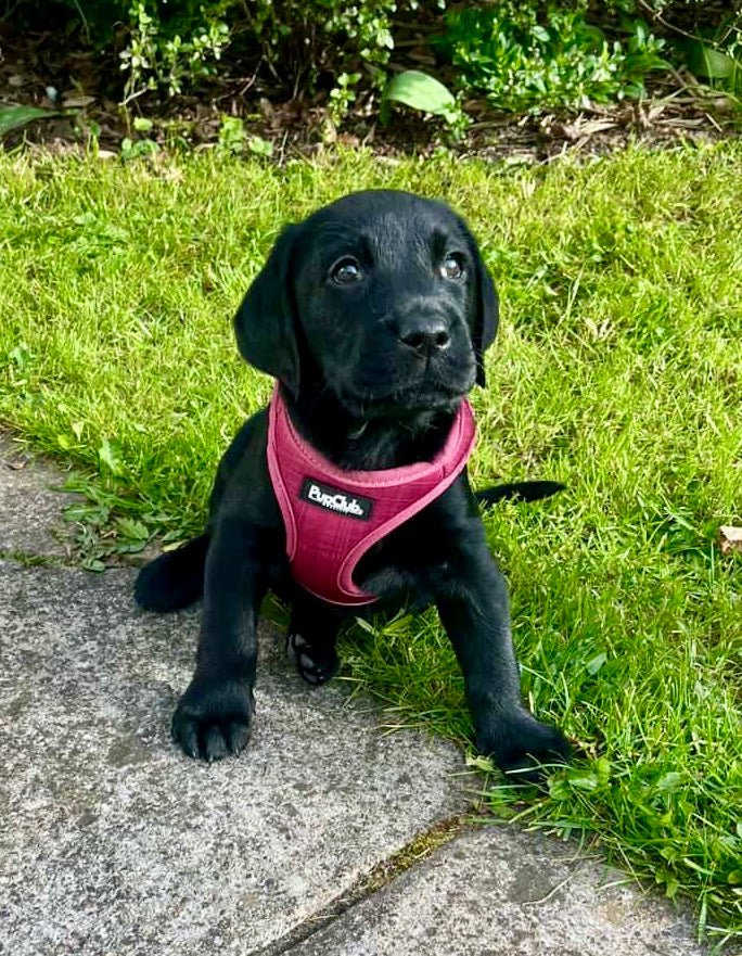 Puppy step-in Harness - Berry Red