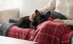 Drogo Red Check Dog Blanket | Luxury Handmade Reversible Sherpa Throw | Customisable Pet Blanket UK