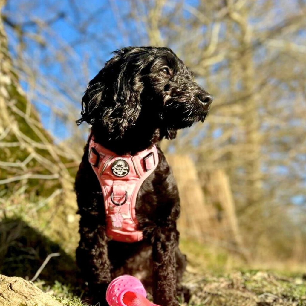 Rugged Rover™ Harness - Peachy Hearts