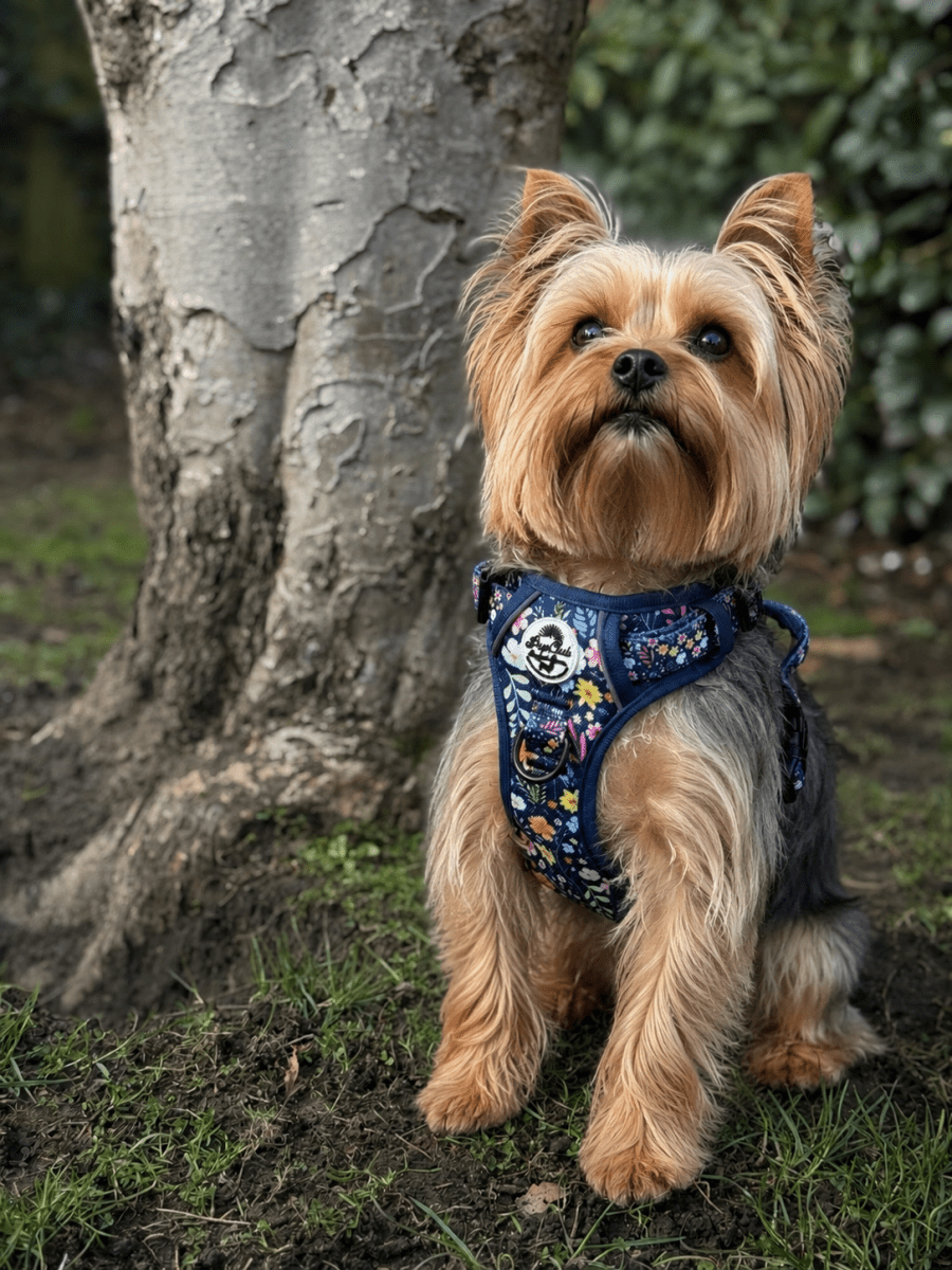 Rugged Rover™ Harness - Summer Meadow