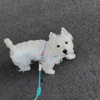 Harness with Matching Leash - Soft Blue and Aqua