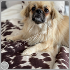 Moody Cow Reversible Pet Blanket | Faux Cowhide & Sherpa | Handmade Luxury Throw for Dogs | Protects Furniture UK