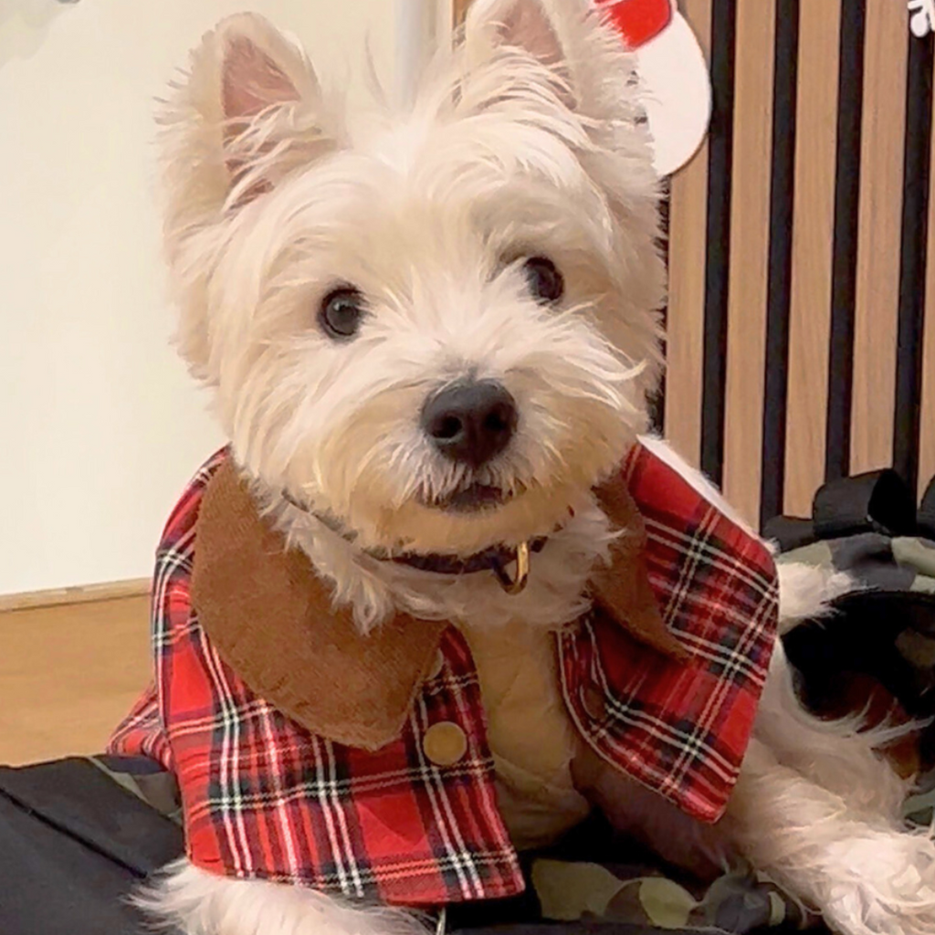 Handmade British Heritage Dog Coat —  Red Tartan Coat