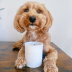 “Lets get Fizzical”  - Clean Burn Essential Oil Candle