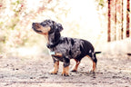 Black Leather Dog Collar