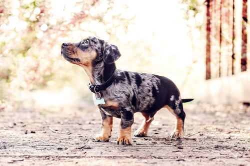 Black Leather Dog Collar
