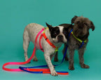 Nylon Colour Block Harness - Pink, Orange & Yellow