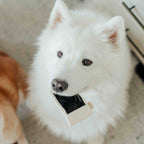 Instant Camera dog enrichment toy