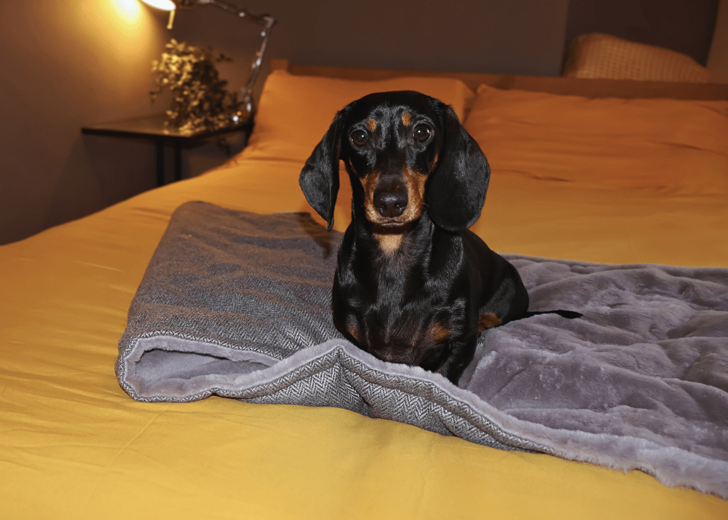 Luxury Washable Herringbone Dog Blanket | Balmoral
