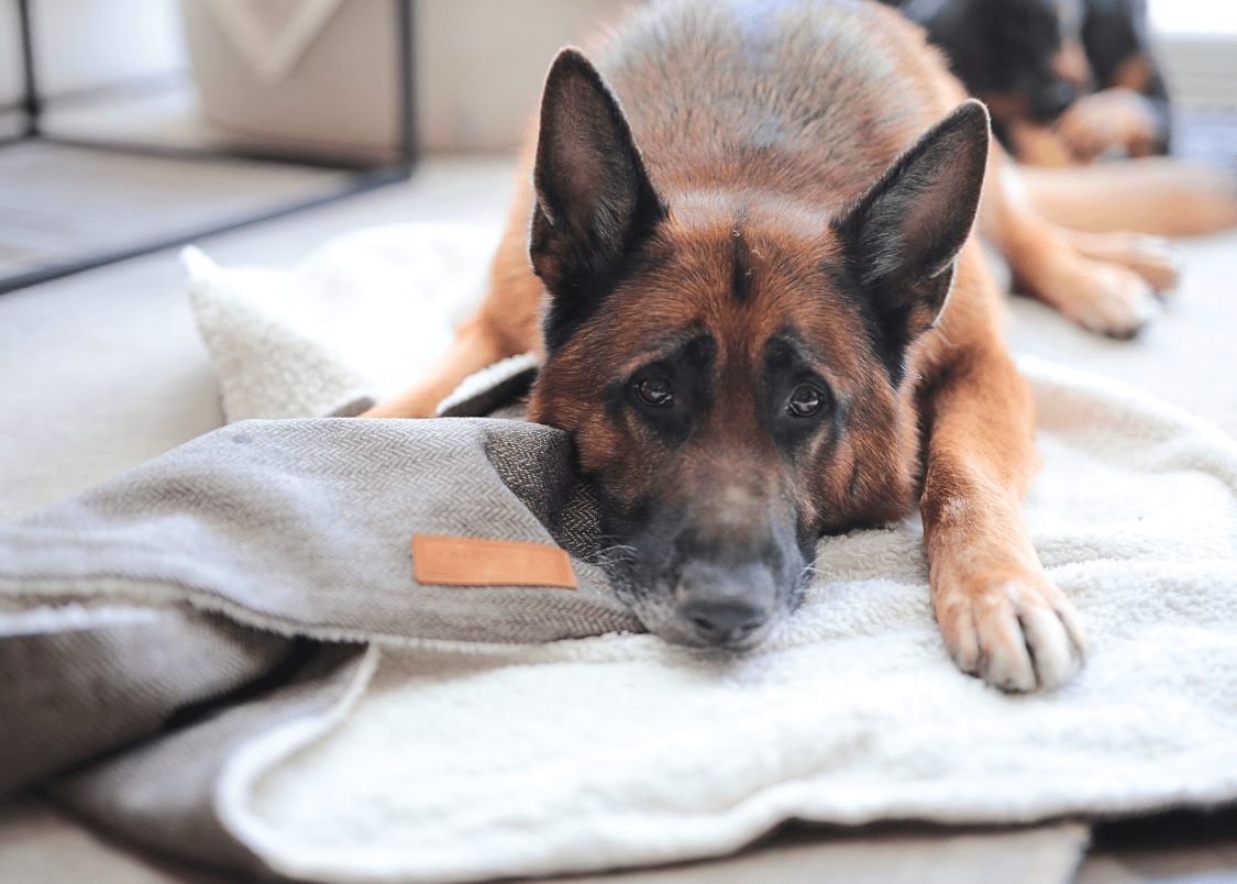 Luxury Washable Tweed Dog Blanket | Lincoln