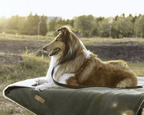 Luxury Washable Green Dog Blanket | Richmond