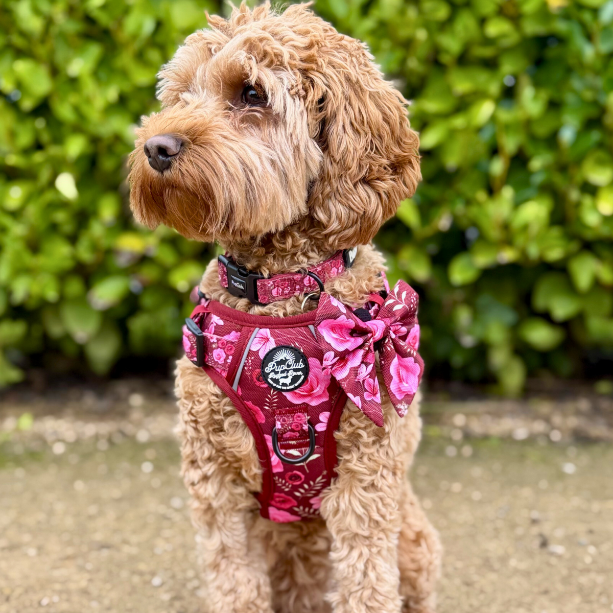Dog Sailor Bow -  Burgundy Bloom