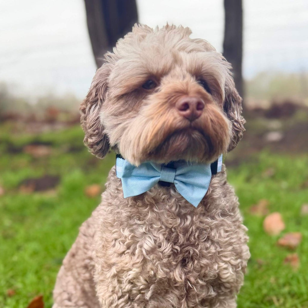 Dog Bow Tie - Pastel Blue