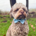 Dog Bow Tie - Pastel Blue