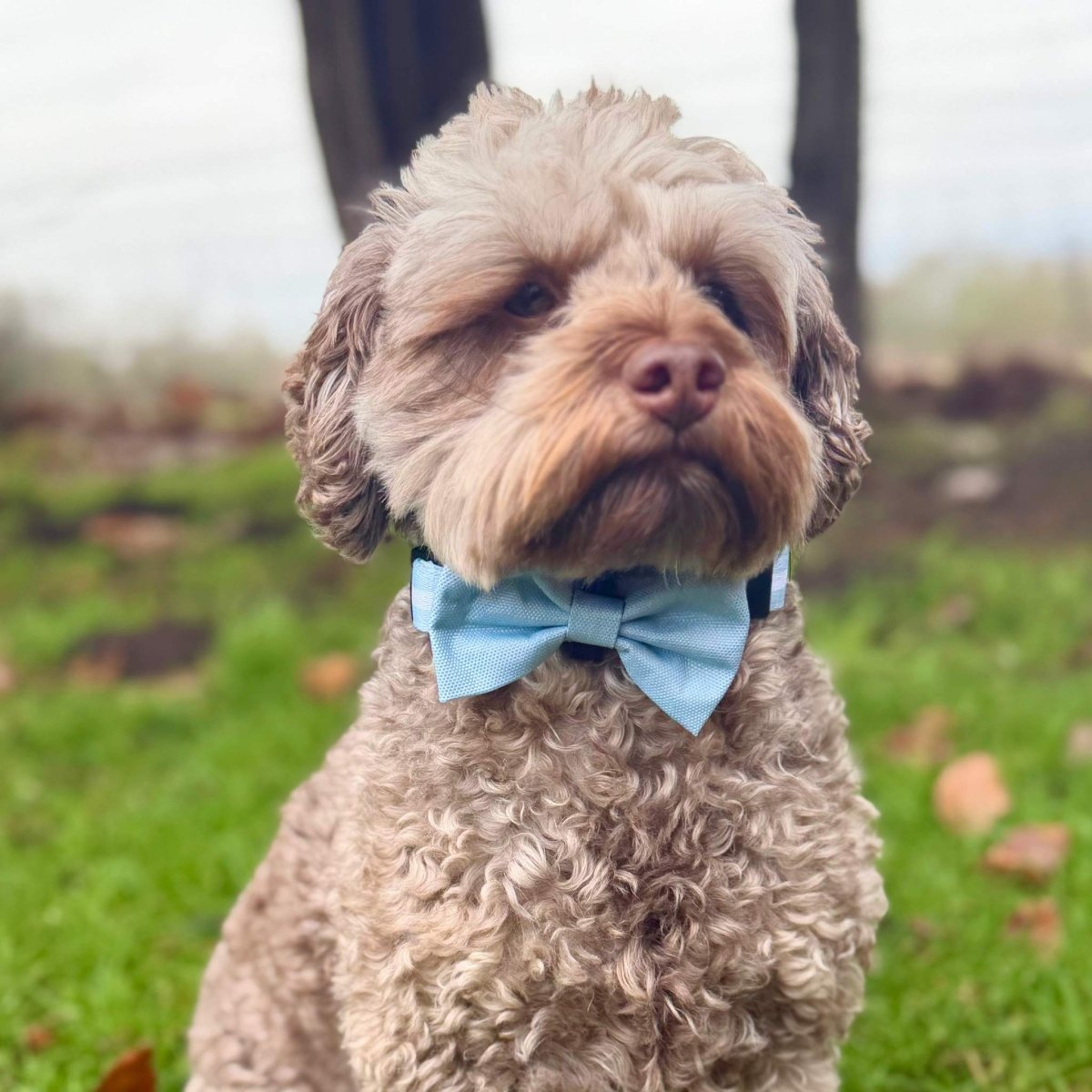 Dog Bow Tie - Pastel Blue