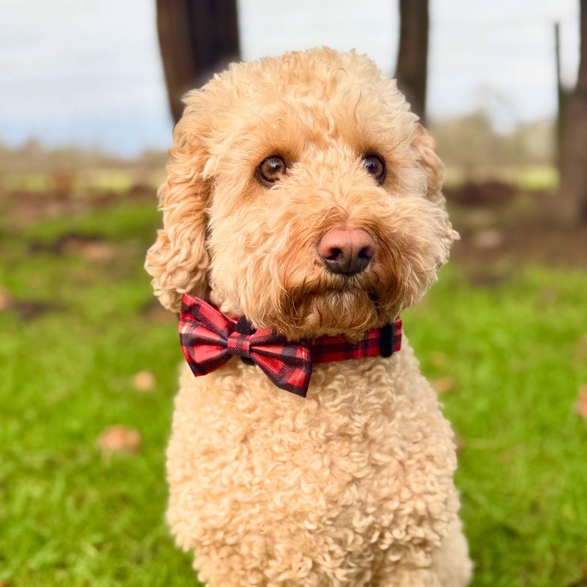 Dog Bow Tie - Red Tartan