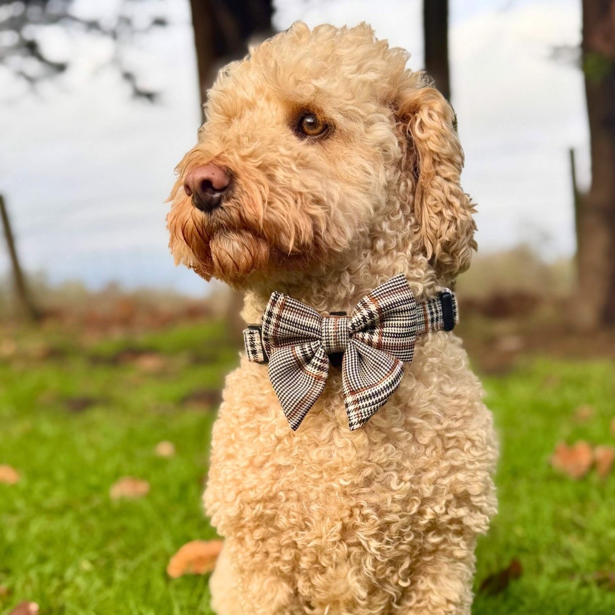 Dog Sailor Bow - Foxbury Plaid