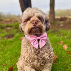Dog Sailor Bow -  Pastel Pink