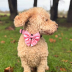 Dog Sailor Bow -  Peachy Hearts