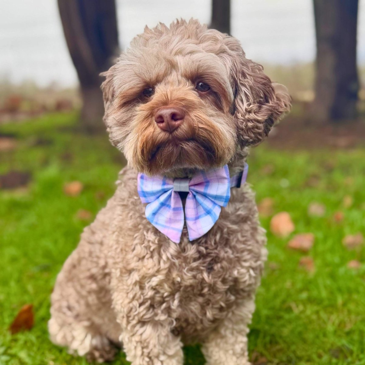 Dog Sailor Bow -  Pink Tartan