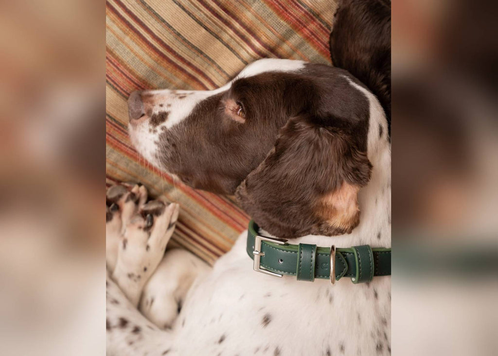 Green Leather Dog Collar