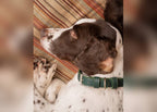 Green Leather Dog Collar